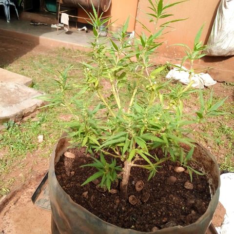 South Africa growlog photo: Trimmed the tops off last week, to give the flowering beeter chance. But plant has stopped growing well. 
