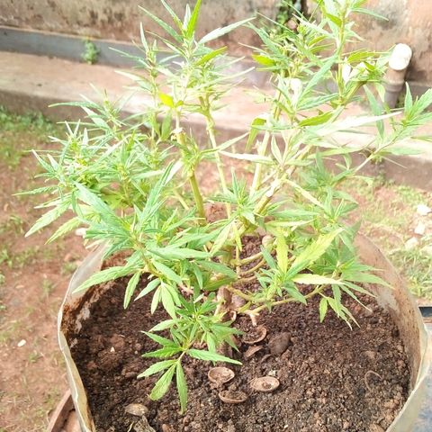 South Africa growlog photo: Trimmed the tops off last week, to give the flowering beeter chance. But plant has stopped growing well. 