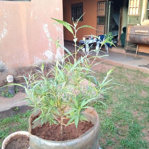 South Africa growlog timeline photo