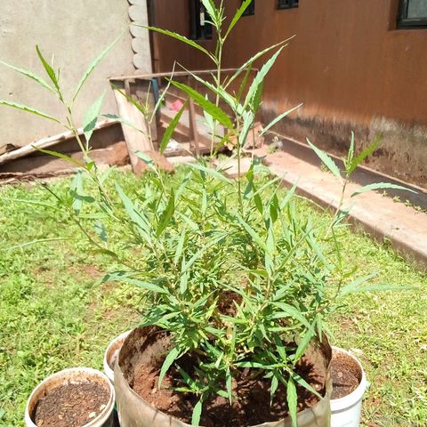 South Africa growlog photo: As of today my birthday, the plant has really started to pop up again, at 15+ in. 