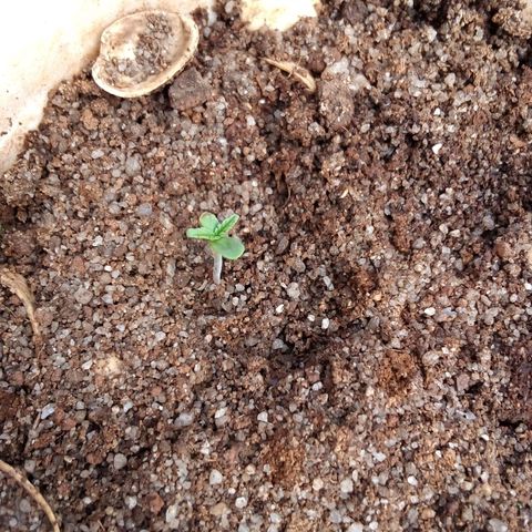 South Africa growlog photo: 3 out 10 seeds have germination, 3 seedlings, see what happens in 10more days. 