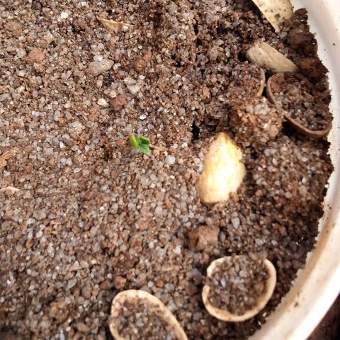 South Africa growlog photo: 3 out 10 seeds have germination, 3 seedlings, see what happens in 10more days. 