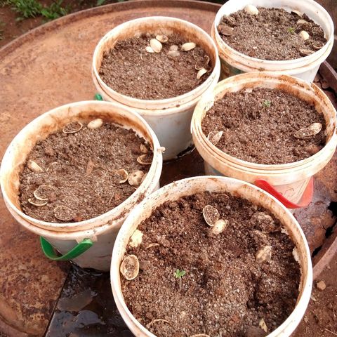 South Africa growlog photo: 3 out 10 seeds have germination, 3 seedlings, see what happens in 10more days. 