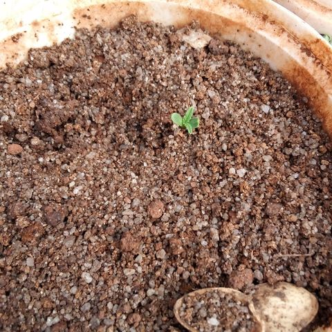 South Africa growlog photo: 3 out 10 seeds have germination, 3 seedlings, see what happens in 10more days. 