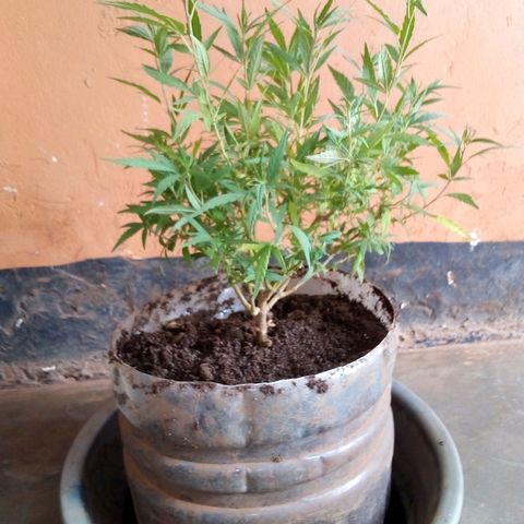 South Africa growlog photo: Changed soil composition today at 3:30pm finished at 4pm, reason; still yellowing and showing burning. 