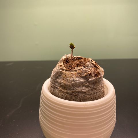Northern Lights Auto 1 growlog photo:  Germination Seems to be going well so far. Plant grew 1” in a day. 