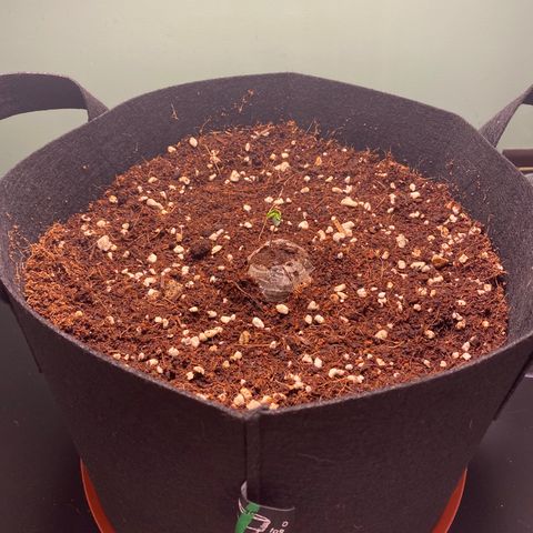 Northern Lights Auto 1 growlog timeline photo