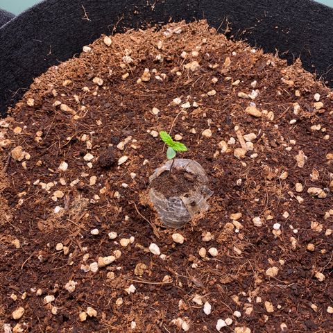 Northern Lights Auto 1 growlog timeline photo