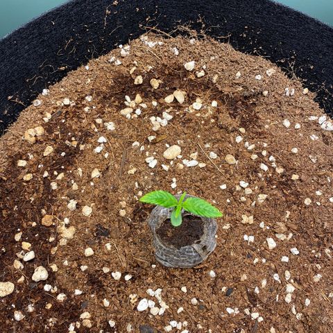 Northern Lights Auto 1 growlog timeline photo