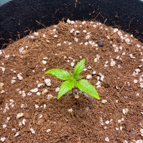 Northern Lights Auto 1 growlog timeline photo