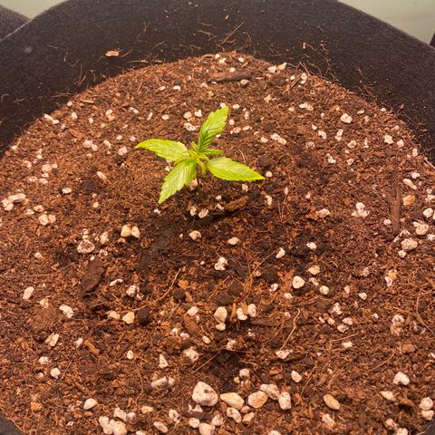 Northern Lights Auto 1 growlog photo: Worried about the plant. Leaves are curling over on the sides and I don’t know why. 