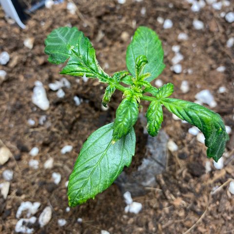 Northern Lights Auto 1 growlog photo: I think she might be dieing. I can’t figure out what is wrong. I have tried everything I can think of. 