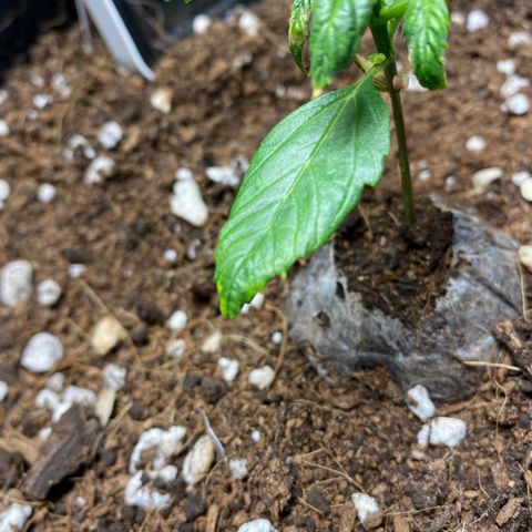 Northern Lights Auto 1 growlog photo: I think she might be dieing. I can’t figure out what is wrong. I have tried everything I can think of. 