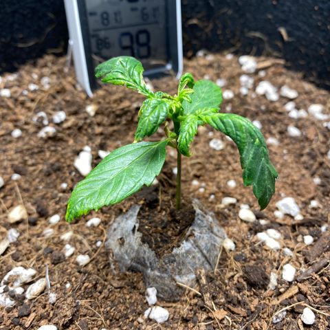 Northern Lights Auto 1 growlog photo: I think she might be dieing. I can’t figure out what is wrong. I have tried everything I can think of. 