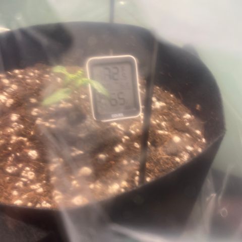 Northern Lights Auto 1 growlog timeline photo