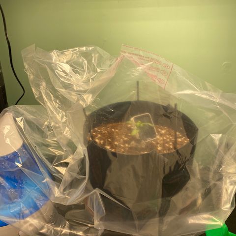 Northern Lights Auto 1 growlog timeline photo