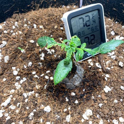 Northern Lights Auto 1 growlog photo: Noticing more growth she appears to be improving. 