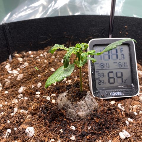 Northern Lights Auto 1 growlog timeline photo