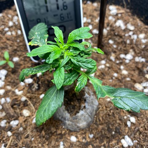 Northern Lights Auto 1 growlog photo: Why does it not look like a pot plant? 