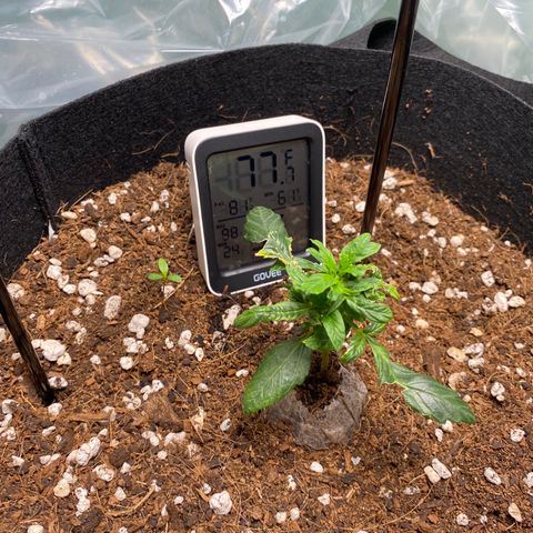 Northern Lights Auto 1 growlog photo: Why does it not look like a pot plant? 