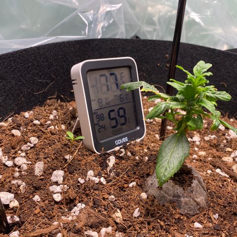 Northern Lights Auto 1 growlog photo: Why does it not look like a pot plant? 