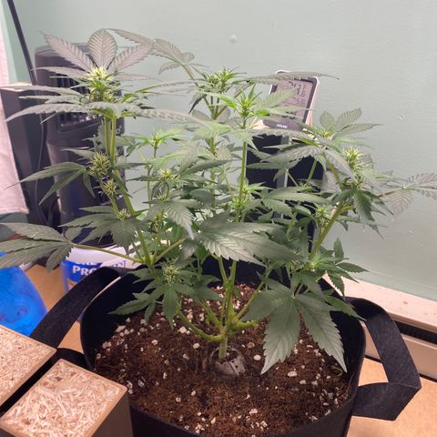 Northern Lights Auto 1 growlog timeline photo