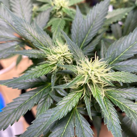Northern Lights Auto 1 growlog timeline photo