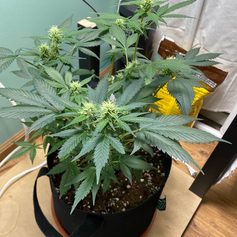 Northern Lights Auto 1 growlog timeline photo