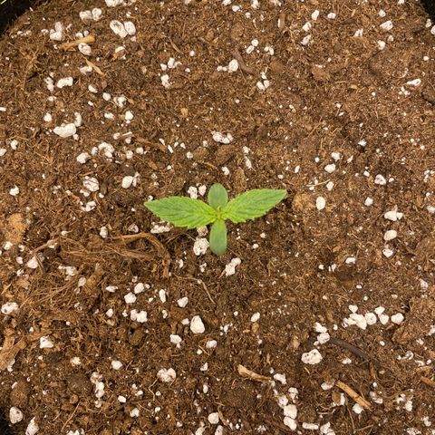 Cookies Gelato Automatic growlog timeline photo