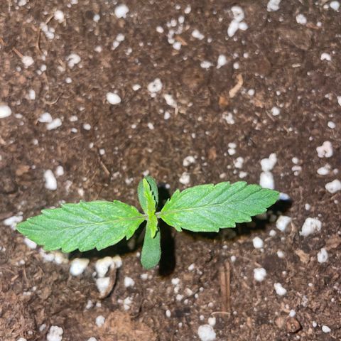 Cookies Gelato Automatic growlog timeline photo