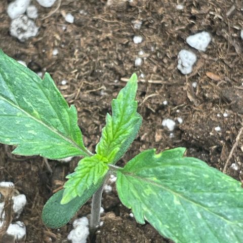 Cookies Gelato Automatic growlog timeline photo