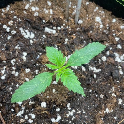 Cookies Gelato Automatic growlog timeline photo