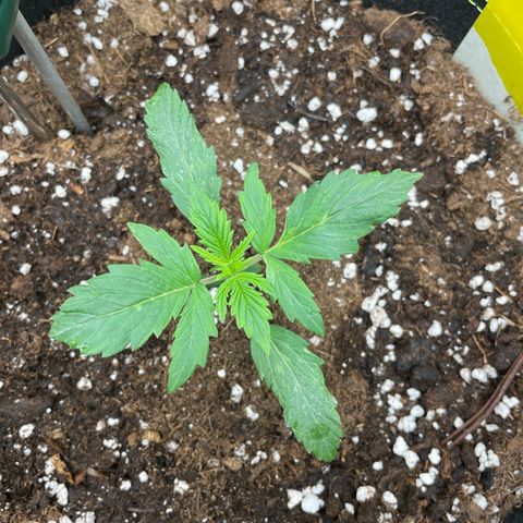 Cookies Gelato Automatic growlog timeline photo