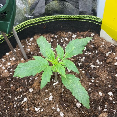 Cookies Gelato Automatic growlog timeline photo