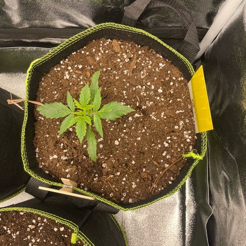 Cookies Gelato Automatic growlog timeline photo