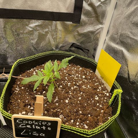 Cookies Gelato Automatic growlog timeline photo