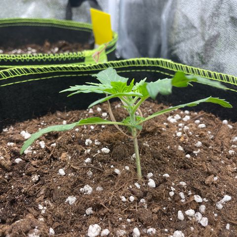 Cookies Gelato Automatic growlog timeline photo