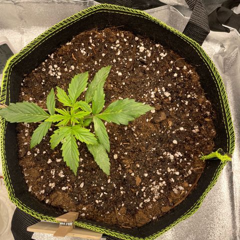 Cookies Gelato Automatic growlog timeline photo