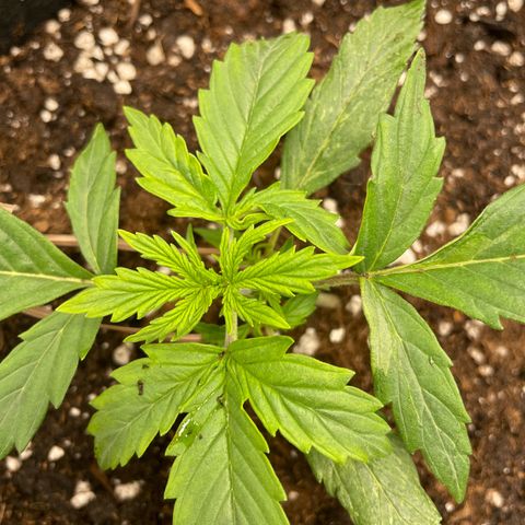 Cookies Gelato Automatic growlog timeline photo