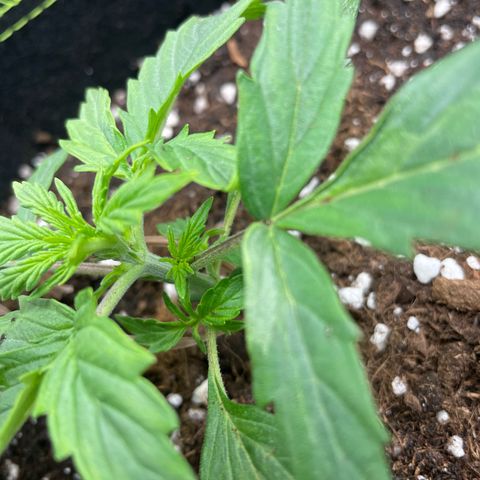 Cookies Gelato Automatic growlog timeline photo