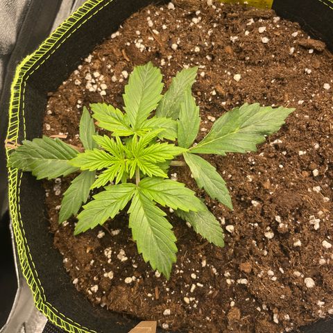 Cookies Gelato Automatic growlog timeline photo