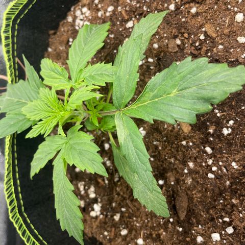 Cookies Gelato Automatic growlog timeline photo