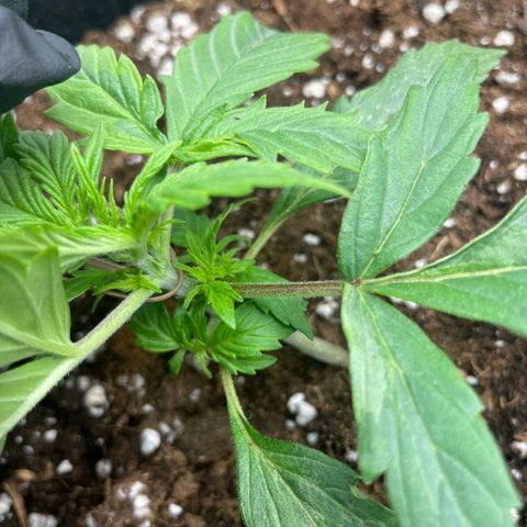 Cookies Gelato Automatic growlog timeline photo