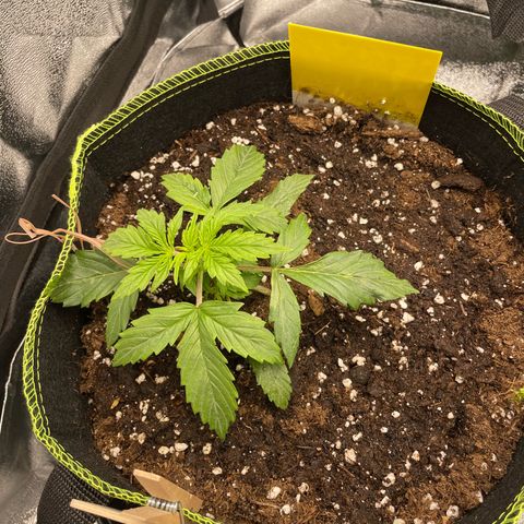 Cookies Gelato Automatic growlog timeline photo