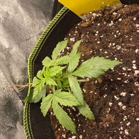 Cookies Gelato Automatic growlog timeline photo