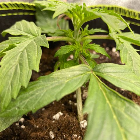 Cookies Gelato Automatic growlog timeline photo