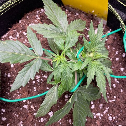 Cookies Gelato Automatic growlog timeline photo