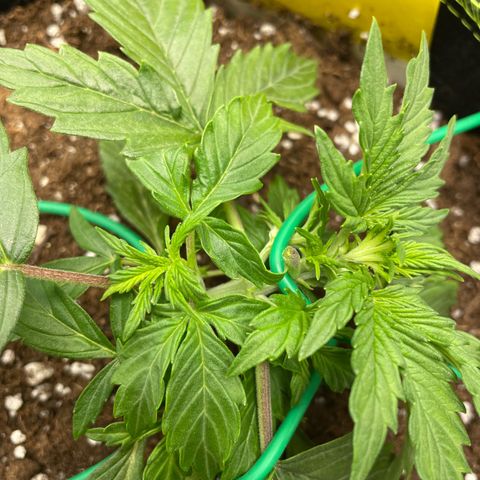 Cookies Gelato Automatic growlog timeline photo