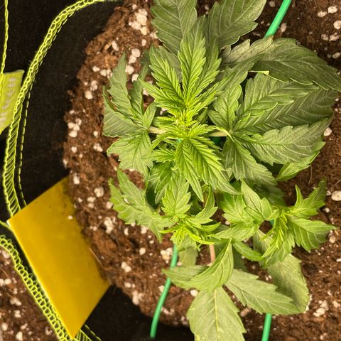 Cookies Gelato Automatic growlog timeline photo
