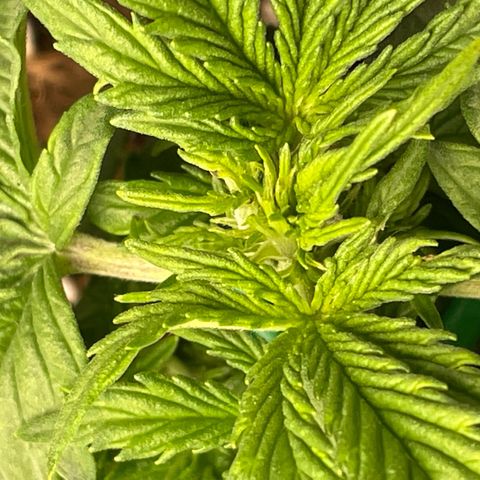 Cookies Gelato Automatic growlog timeline photo